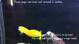 Species Spotlight Season 2  The Midas Blenny  Episode 34 [upl. by Lindblad]