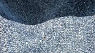 Tick vs permethrin [upl. by Digirb18]