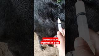 Placenta Treatmentpyometragenital diseaseintramuscular injectionantibiotic 💉 goat shortsfeed [upl. by Carmon]