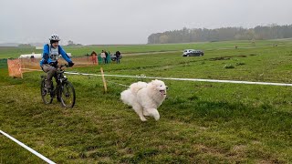 Schlittenhunderennen Oberndorf 2024 [upl. by Pansir]