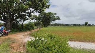 3 acre land for sale near Malavalli for acre 32 laksh 9611154959 [upl. by Biebel832]