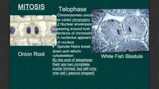 Mitosis and Cell Division [upl. by Tierney]