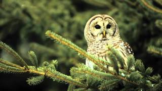 04 Owl Barred Fledgling begging call male two phrase hoot [upl. by Leddy715]