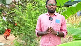 SAPLING RS3  Isha Nursery Peelamedu  Coimbatore [upl. by Gerhardt38]