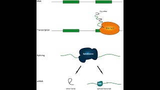 Functions of Introns [upl. by Lartnom]