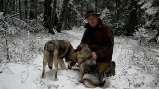 Swedish Elkhound Aina Norwegian Elkhound Kai [upl. by Leatri]