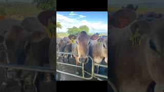 Louise and Lottie are going to a show next week Wednesday and my two calves can’t wait [upl. by Helgeson58]