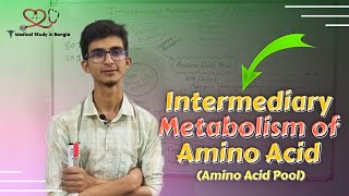 Amino Acid Pool in bangla Intermediary metabolism of Amino Acids [upl. by Ahsiliw811]