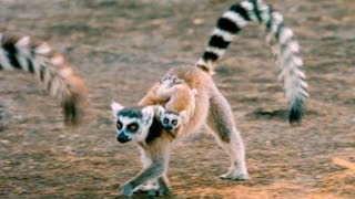 Exploring the Island of Lemurs Madagascar [upl. by Oranneg542]