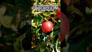 Los manzanos y su lenta producción 🍎 [upl. by Bidget]