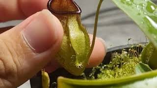 Review nepenthes aristolochioides x spectabilis x hamata BE4574 [upl. by Evetta]