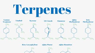 Terpenes And Isoprene Units Explained [upl. by Kali]