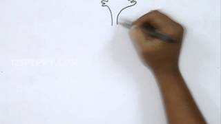 How to Draw Cilantro Coriander [upl. by Buchheim]