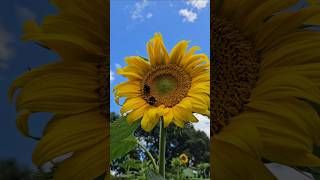 Sunflower farm taupiri Hamilton newzealand [upl. by Mehta953]