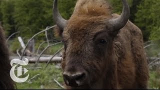 Bringing Back Europes Bison  The New York Times [upl. by Allemahs83]