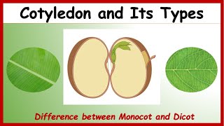 What is Cotyledon Difference between Monocotyledon amp Dicotyledon with Examples  Monocot Vs Dicot [upl. by Ratha]