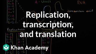 DNA replication and RNA transcription and translation  Khan Academy [upl. by Elvyn491]