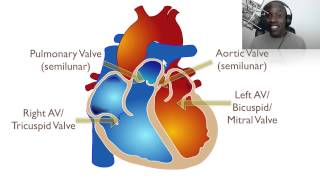 The Anatomy Of The Heart [upl. by Eille587]