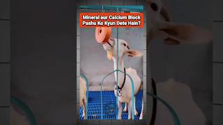 Pashu ke liye minerals and calcium block goat bakripalan goatfarming farming jugaad shorts [upl. by Oinoitna771]