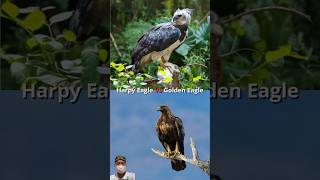 Harpy Eagle VS Golden Eagle Peregrine Falcon Gyrfalcon Eagle Owl shorts animals [upl. by Loutitia745]