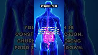 Gut Reactions Stomach Facts to Digest 🤯  facts shorts [upl. by Airetal]