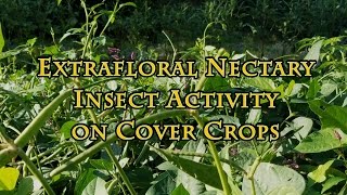 Extrafloral Nectary Insect Activity on Cover Crops [upl. by Shel176]