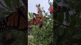 Beautiful monarch butterflies🌺🦋 butterflies monarchbutterfly butterflymigration [upl. by Fiann590]