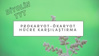 Prokaryot  Ökaryot Hücre Karşılaştırması  9 Sınıf [upl. by Chemar]