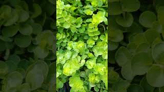 Creeping Jenny Lysimachia nummularia  Freaky Creepy amp Deadly Halloween Plants [upl. by Saiasi702]