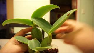 Cattleya Walkeriana Coerulea var Edwards Semi Hydroponics [upl. by Humfrid]