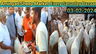 ಅಮೀನಗಡ ಕುರಿ ಮತ್ತು ಮೇಕೆ ಮಾರುಕಟ್ಟೆ  03022024  karnarataka Amingad sheep amingadsheepmarket [upl. by Trebmal321]