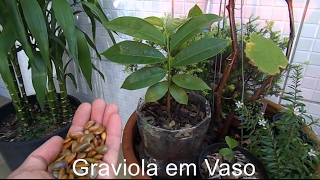 Como plantar Graviola em Vaso [upl. by Andres]