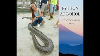 Python Snake at Bohol XZOOTIC ANIMAL PARK [upl. by Ahsaz]