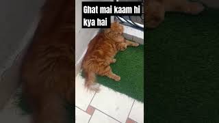 comedy funny jokes fun ytshorts tamil shortvideo billi funnycomedy shortsfeed  Billu ki [upl. by Glialentn449]