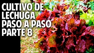 Cultivo de Lechuga Paso a Paso  Parte 8  Emocionante cosecha de lechuga [upl. by Paschasia]