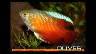 Red Flame Dwarf Gourami [upl. by Ynot252]