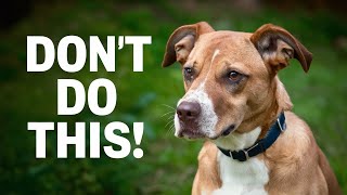 Avoid These 11 Mistakes Keeping Your Dog Happy [upl. by Aleacin258]