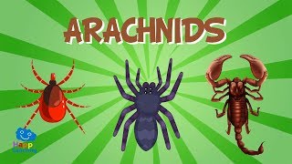 Arachnids  Educational Video for Kids [upl. by Herod]