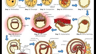 Development of Germ Layers from the Zygote [upl. by Glovsky819]