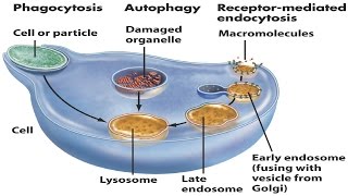 Lysosomes [upl. by Lodhia587]