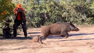 Chasse Sanglier au maroc Chichaoua  Wild Boar Hunting 20232024 Partie 13 [upl. by Eema]