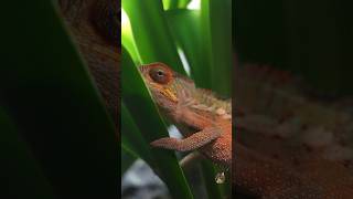 Unsere Lieblinge 😍 music reptile amphibia frosch chameleon leguan iguana reptiles love [upl. by Koa313]