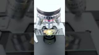 Concealer at 400X magnification is super cool underthemicroscope beefcut scienceshorts [upl. by Quitt]