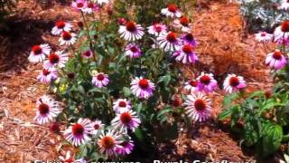 Echinacea purpurea  Purple Coneflower [upl. by Estelle]