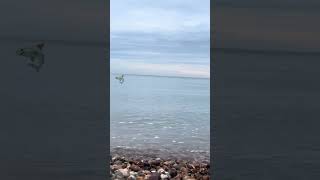 Wow…Shark attack Tankerton Kent… watchtillend sharks sharkattack kent tankerton shark [upl. by Hillyer]