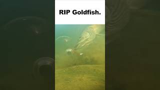 The goldfish escaped pray for him pike fishing underwaterworld [upl. by Ennoryt]