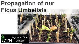 Propagation of our Ficus Umbellata by Japanese Plant Meister [upl. by Enifesoj]