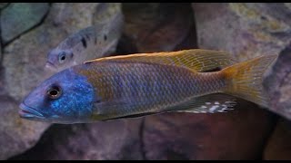 Buccochromis Rhoadesii African Cichlid Malawi [upl. by Barra]