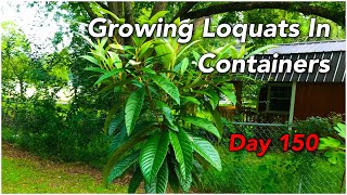 Growing Loquats In Containers  Day 150 [upl. by Nastassia]