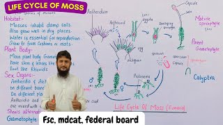 life cycle of moss class 11 [upl. by Irtak620]